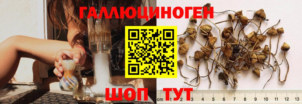 где продают   Вход с VPN  Большой Камень  Галлюциногенные грибы GOLDEN TEACHER 